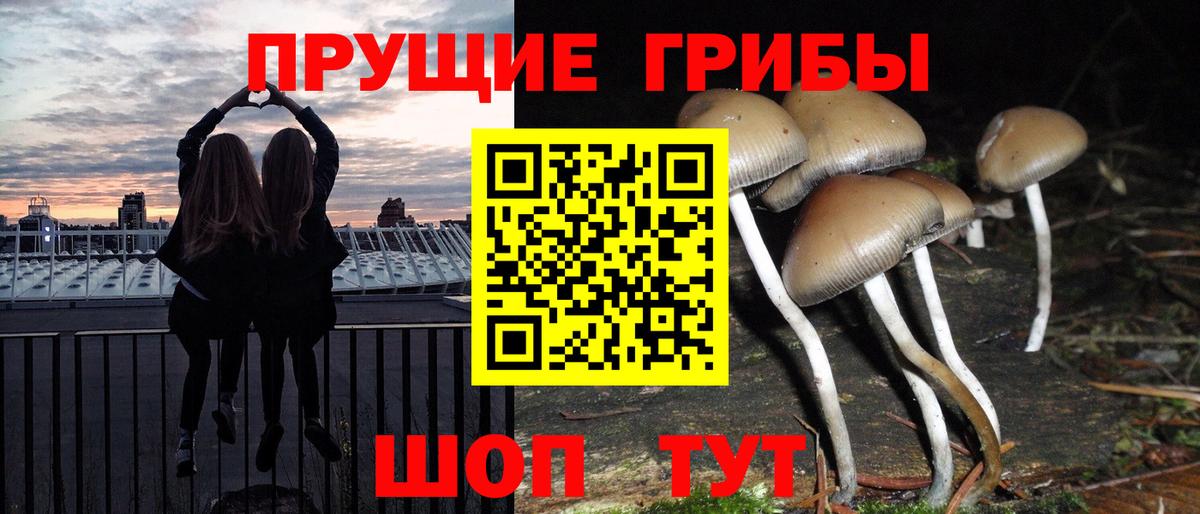 Псилоцибиновые грибы Psilocybine cubensis  Вход с VPN  Гай 